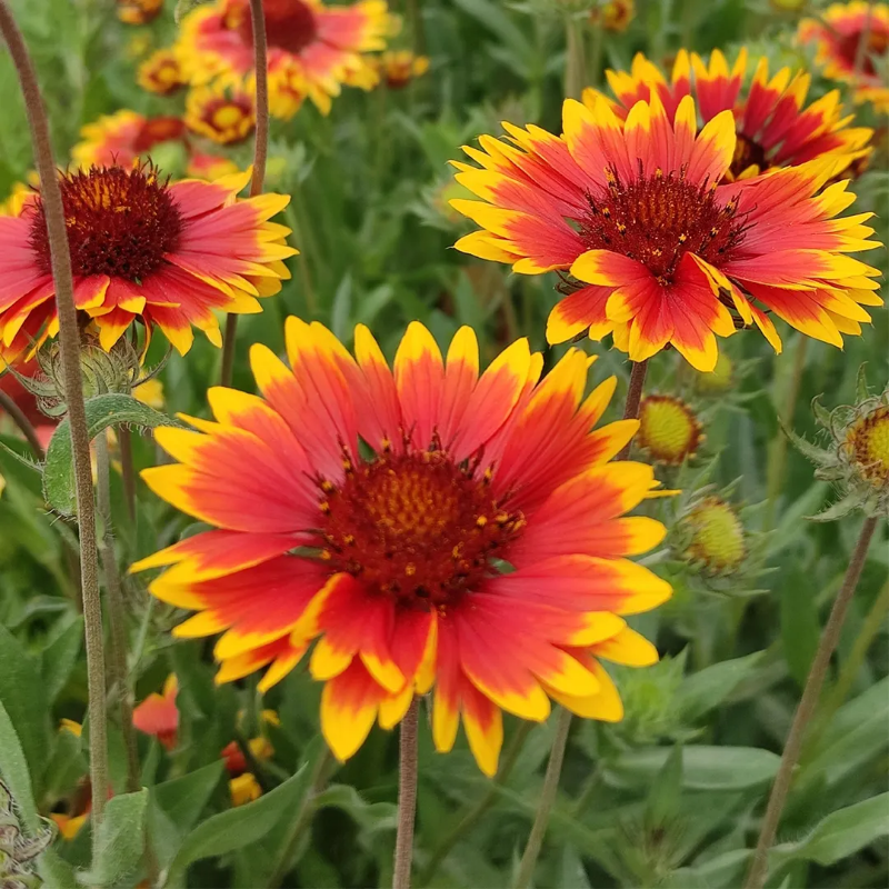 Blanket Flower Seeds