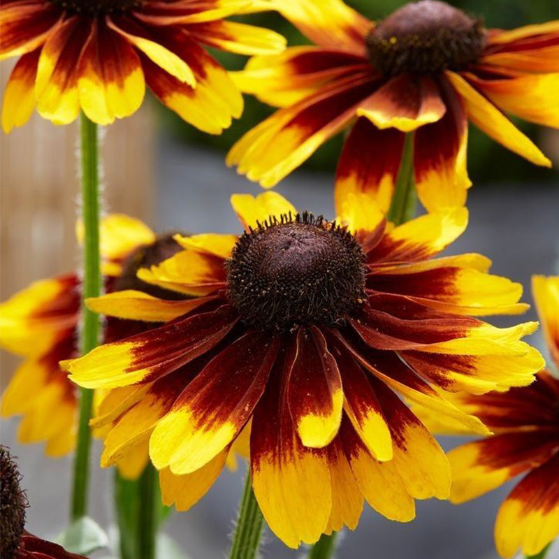 Bicolor Gloriosa Daisy Seeds - Mahogany & Bright Yellow