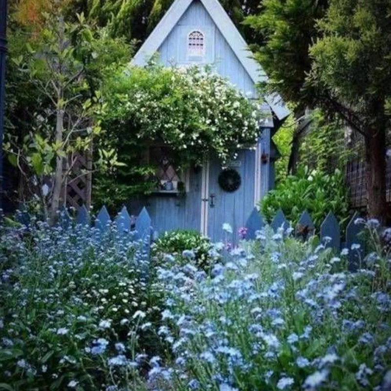 Perennial Blue Flax Seeds