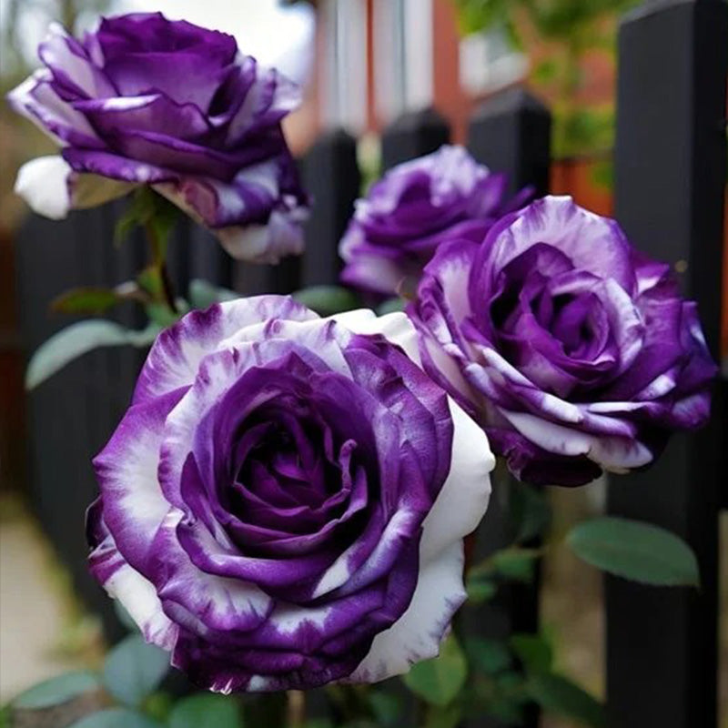 Rare Tricolor Rose 'Watercolor' Seeds