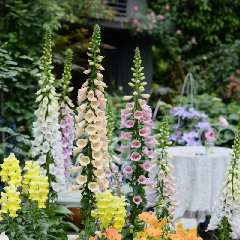 Mixed Foxglove Seeds