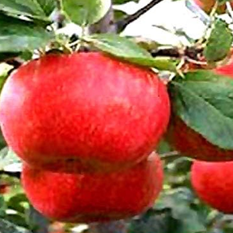 Semillas del árbol de manzana Red Delicious - Malus pumila