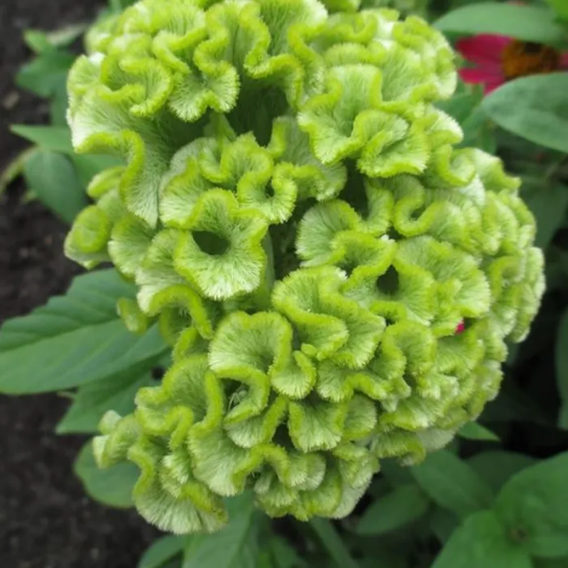 Cockscomb Celosia Seeds