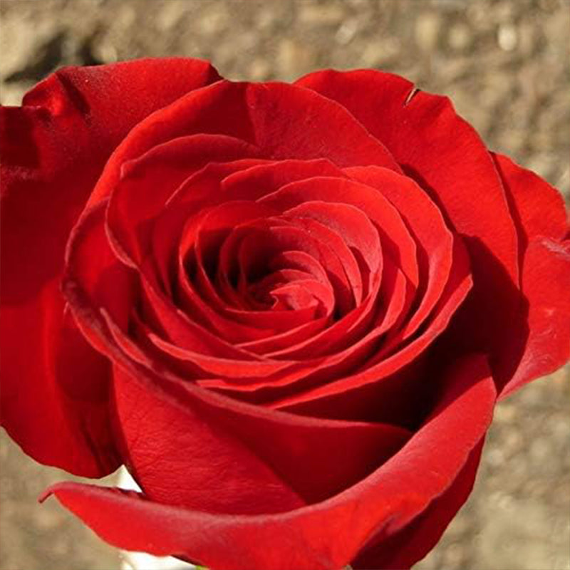 Semillas de flores de rosas multicolores mixtas, flores perennes, plantas raras, bonsái de jardín