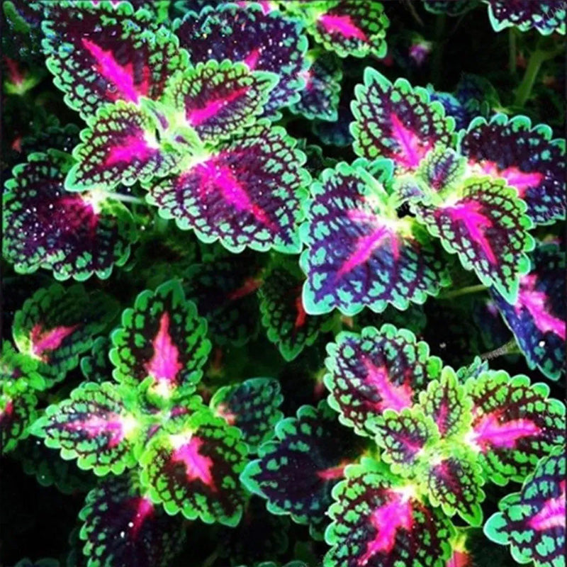 Coleus Bonsai Flower Leaf Plants Rainbow Dragon Seeds