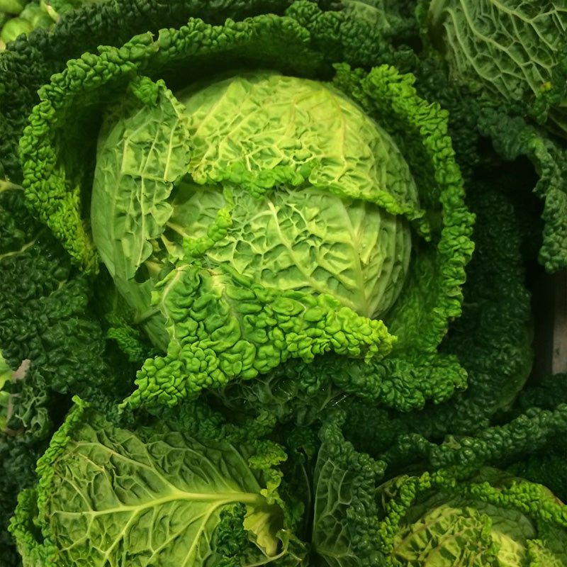 Heirloom Savoy Cabbage Seeds