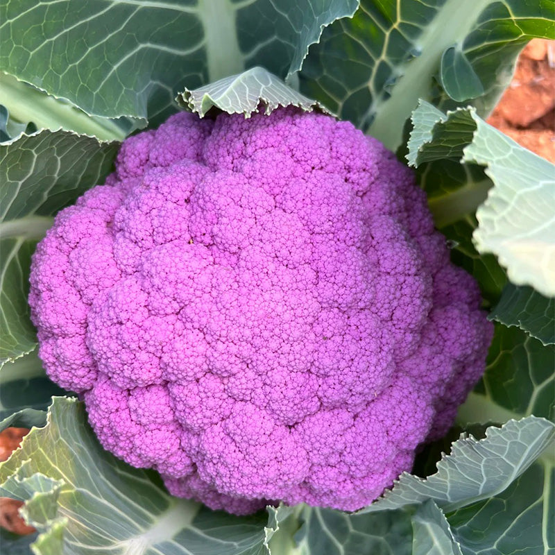 Heirloom Purple Broccoli Seeds