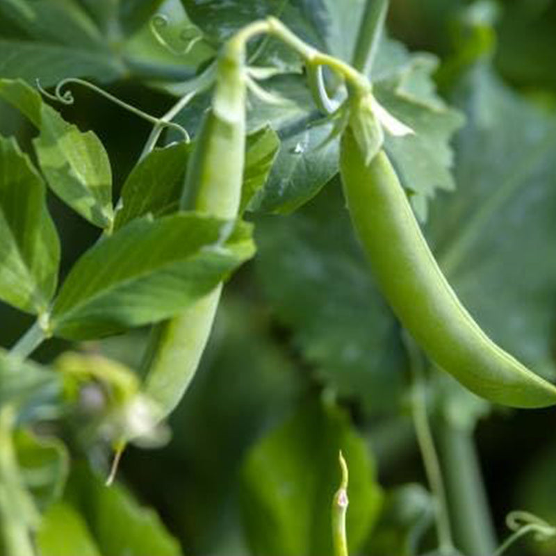 Semillas de guisantes frescos