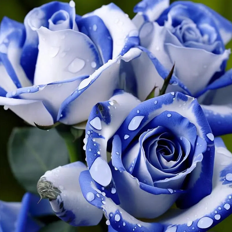 Semillas de rosas blancas y azules: una deliciosa combinación de elegancia y serenidad