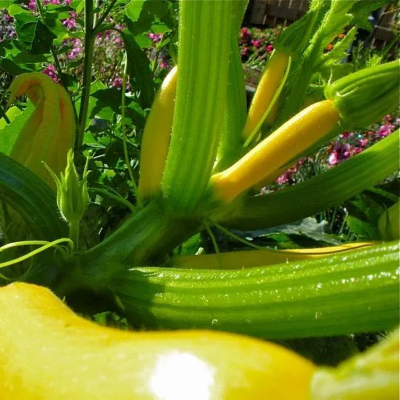 Early Prolific Straightneck Squash Yellow Summer Bush Heirloom Seeds