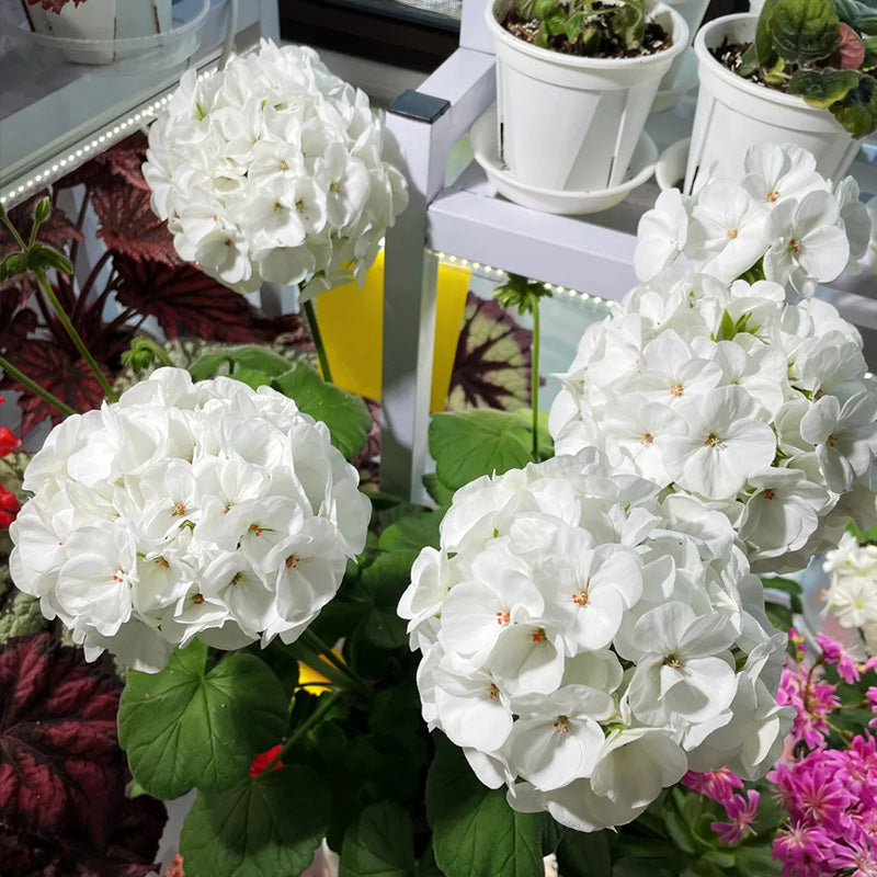 Geranium Pinto Premium White F1 Seed