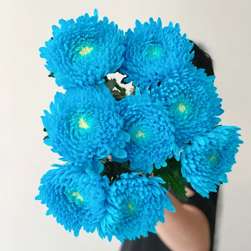 Rare blue Peony Chrysanthemum