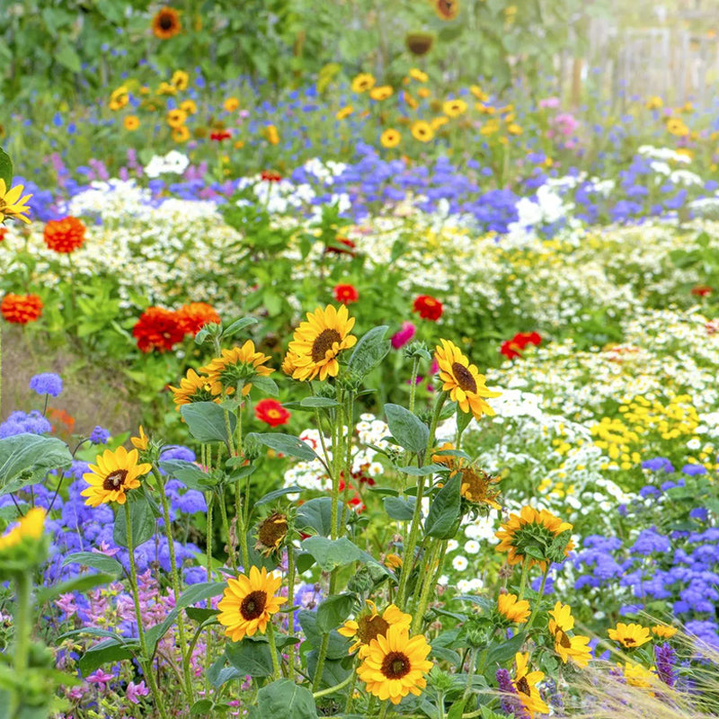 Semillas de flores múltiples
