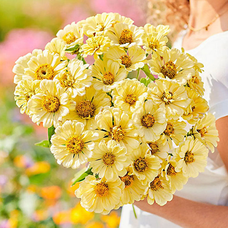 Amarilis de belleza rayada