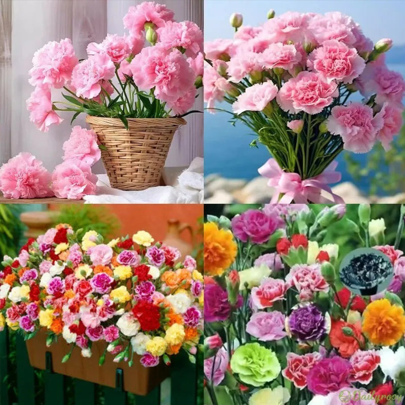 Semillas de clavel mixto de flores dobles