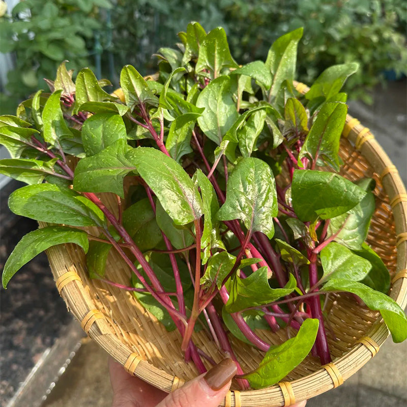 Rosy Stem Spinach Seeds