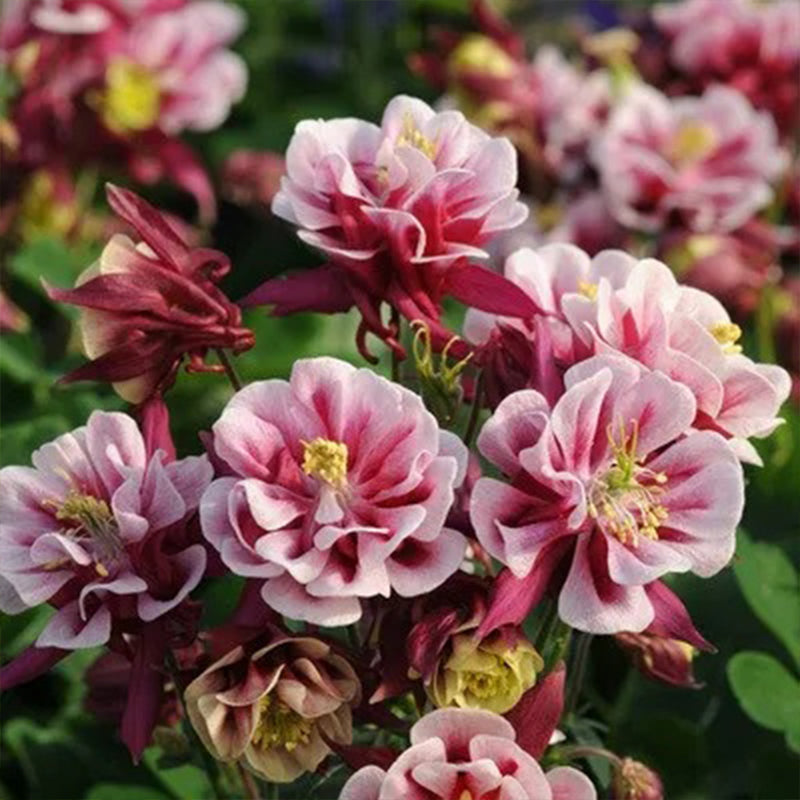 Semillas de flores de pata de gato