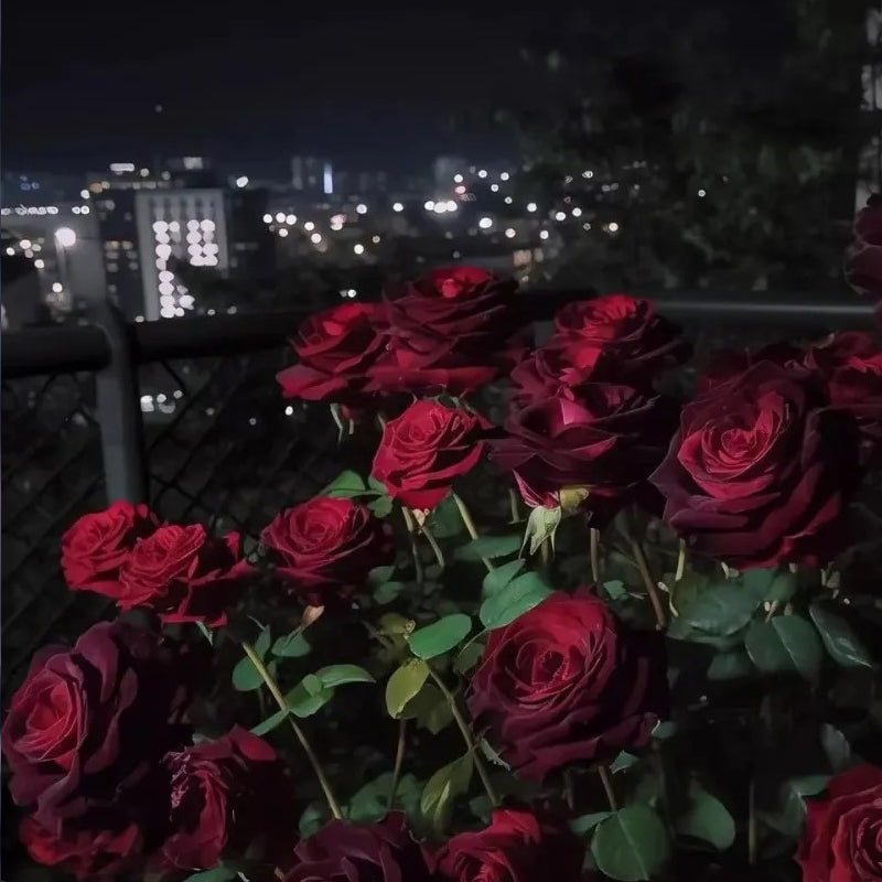 Black Baccara True Blood Hybrid Tea Rose Flower Seeds