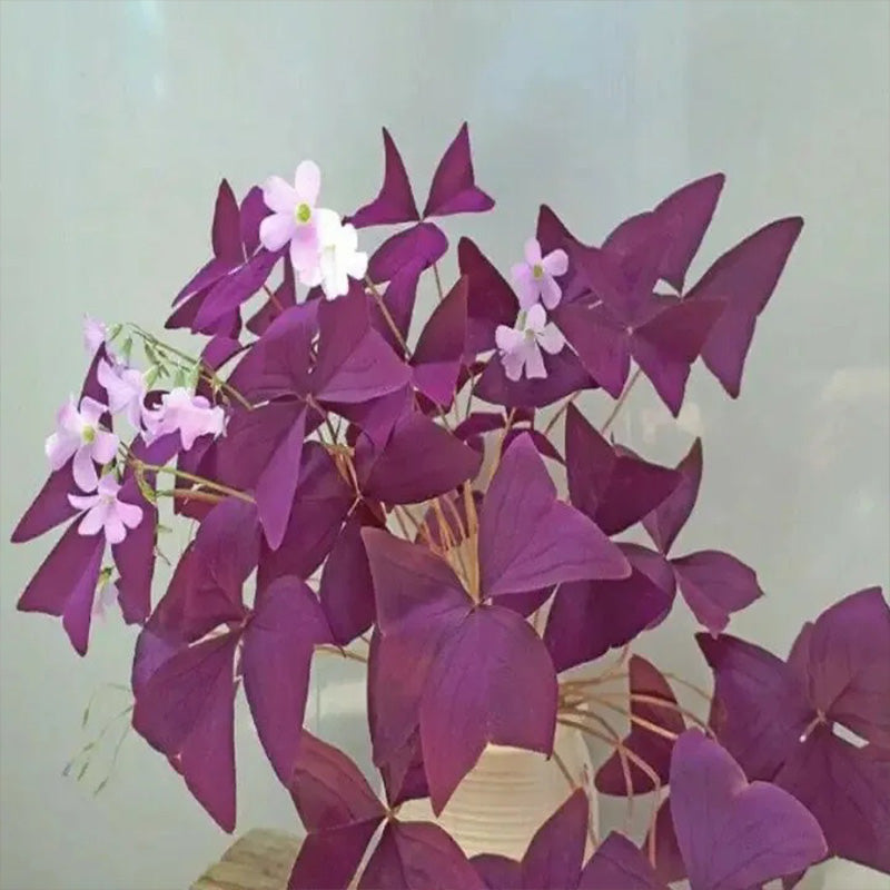 Sourdough Cuckoo Shamrock sorrel lichen garden