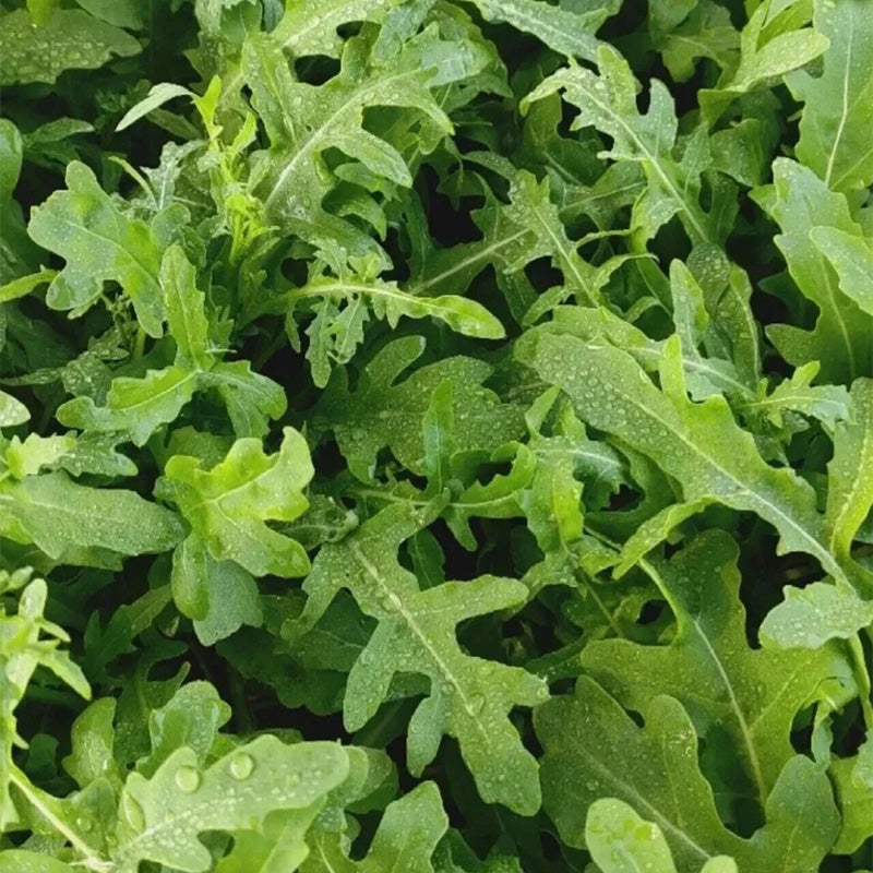 Heirloom Classic Arugula Seeds
