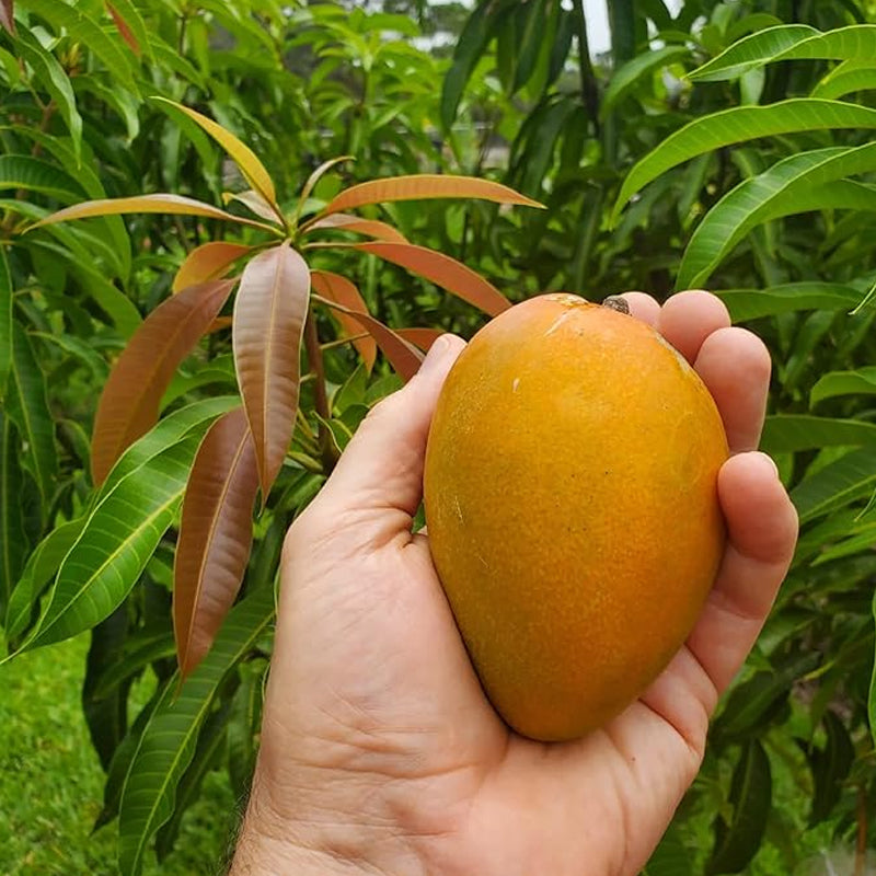Semilla de fruta de mango Deliciosa fruta no transgénica Frutas jugosas Sabor robusto Alto rendimiento Florece Excelente para bordes