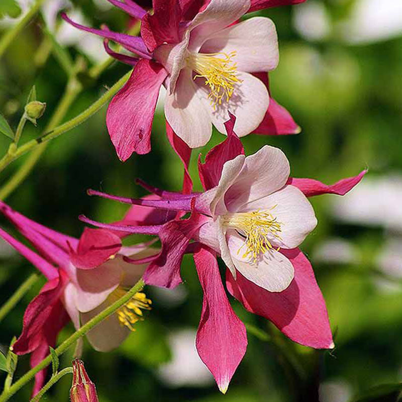 Columbine, Early Bird Red & White