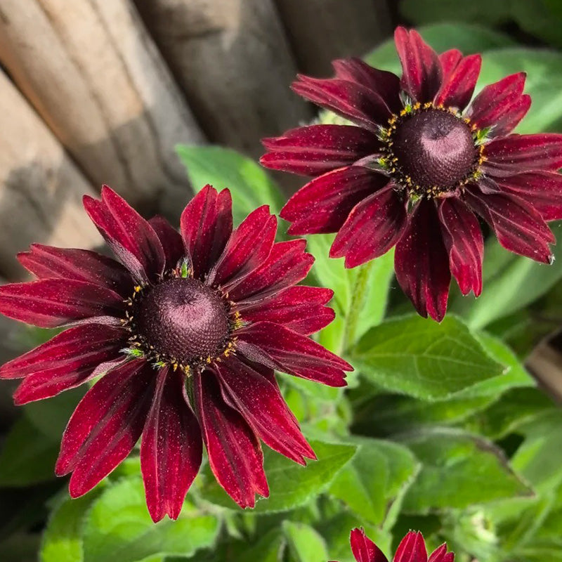 Cherry Red Black-Eyed Susan Seeds