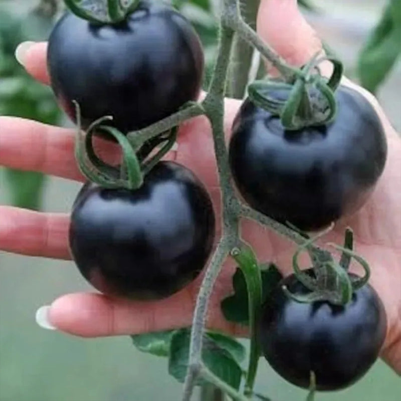 Semillas de tomate orgánico de rosa índigo, Solanum lycopersicum