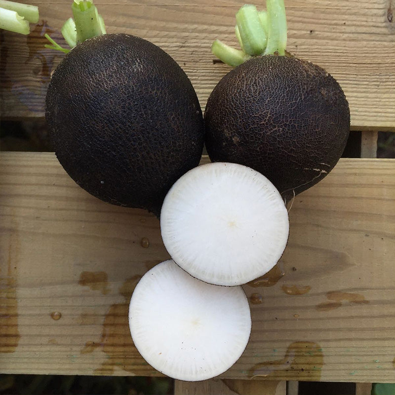Heirloom Black Spanish Radish Seeds