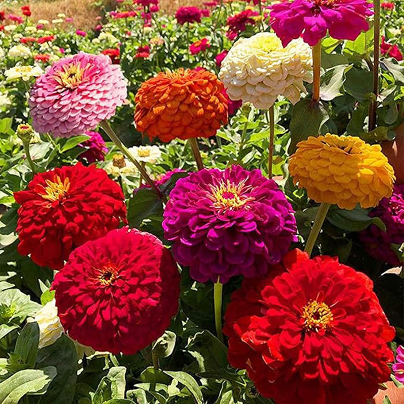 Crazy Blend Zinnia Seeds for Planting