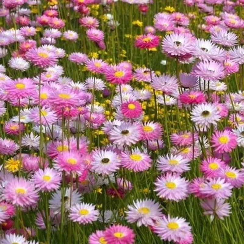 Daisy Seeds (Paper) - Giant Flowered Mix