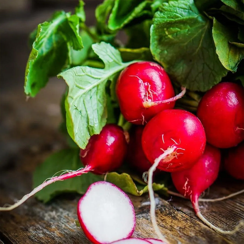 Radish Celesta F1 Organic