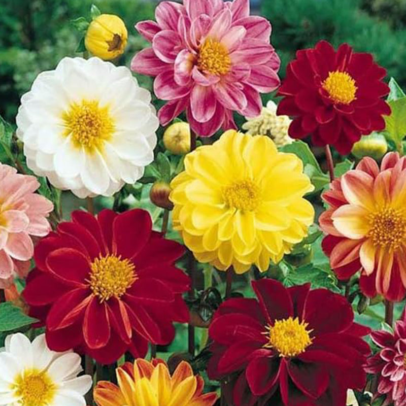 Semillas de flores raras de dalia pompon variabilis, hermosas plantas anuales para exteriores, perennes