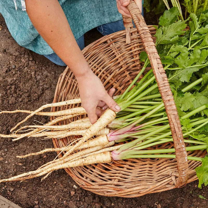 Parsnip, Hollow Crown