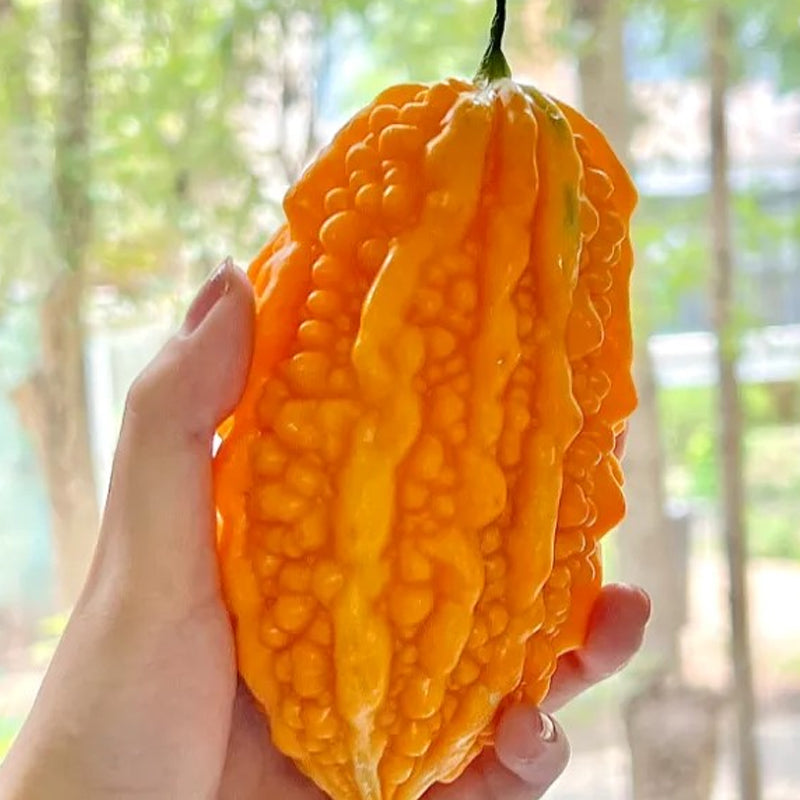 Lai Grape Seeds for Garden Bitter Gourd Seeds
