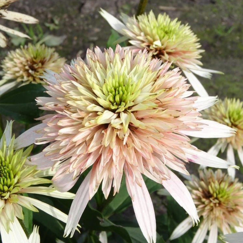 Pink Lemonade Coneflower Seeds - Rare Pink & Green Hardy Perennial Pollinator Flower