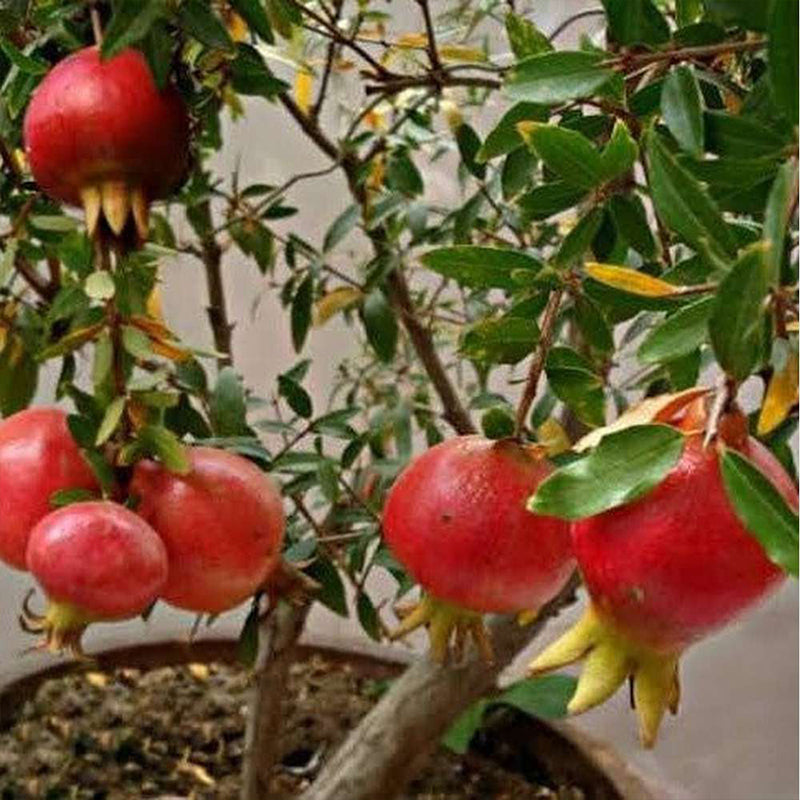 Dwarf Pomegranate
