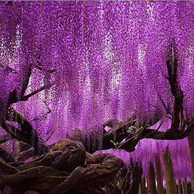 Purple Wisteria Flower Seeds Wisteria Sinensis DIY Home Garden Yard Plant