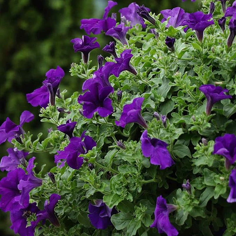 Annual Petunia Alderman Flower Seeds for Planting