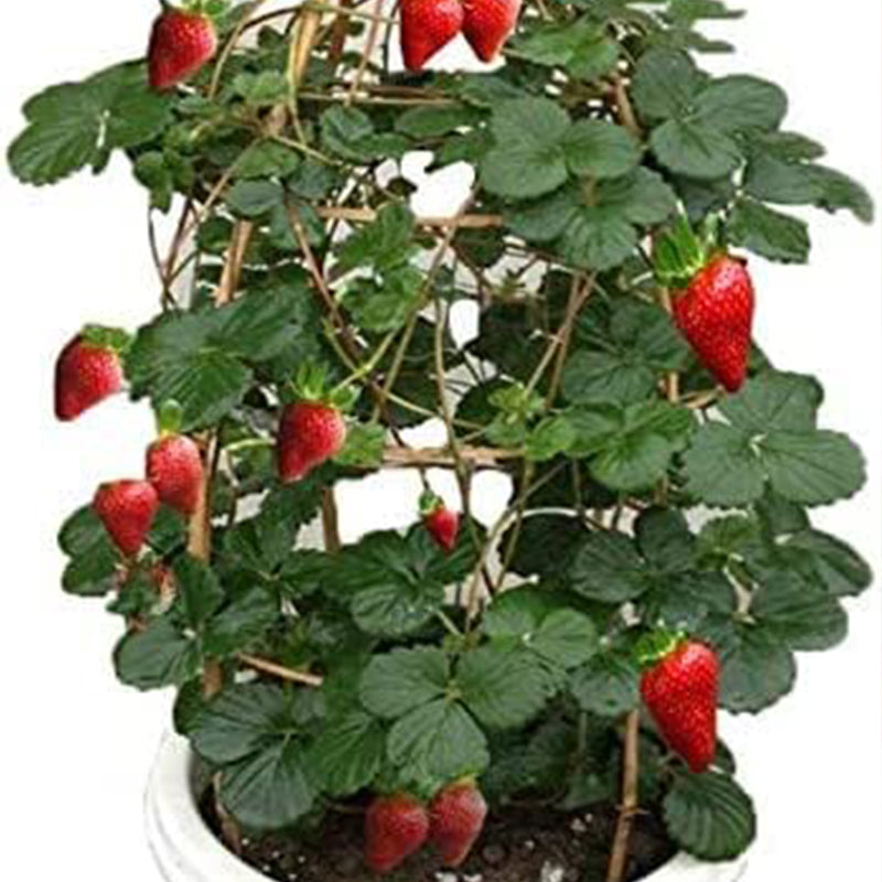 Semillas de fresa trepadora roja Planta de fruto perenne Jardín casero Dulce y delicioso