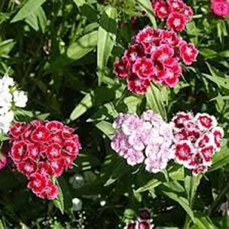 Sweet William Seeds - Indian Carpet Dwarf Single Mix