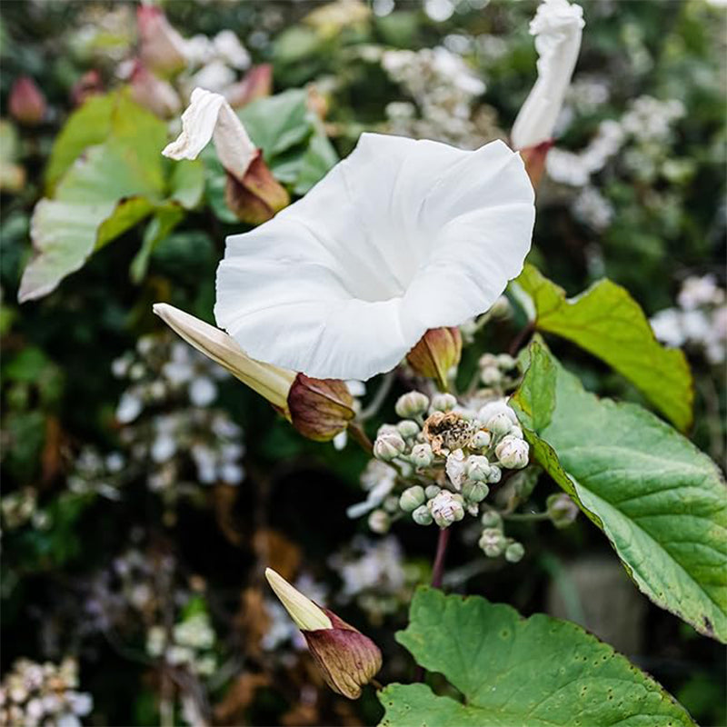 Morning Glory Vine Flower Plant Seeds, Easy to Grow, Perfect for Spring Garden