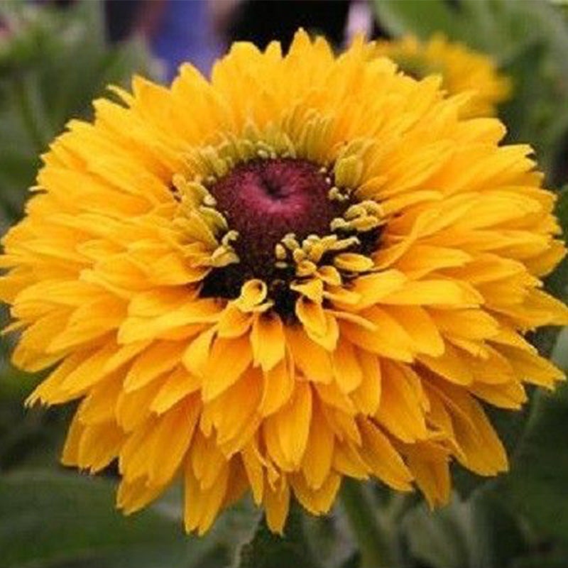 Double Golden Gloriosa Black-Eyed Susan Seeds