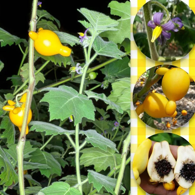 Semillas de fruta de pezón ~ Ubre de vaca ~ Fruta de teta ~ Manzana de Sodoma (Solanum mammosum) ~ Fruta de pezón Fruta extraña de la familia Solanum