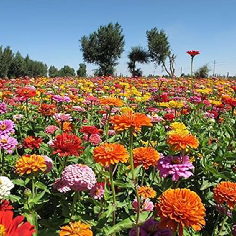 Semillas de zinnia doble mixtas para jardín de flores, gran variedad brillante y hermosa, mariposa