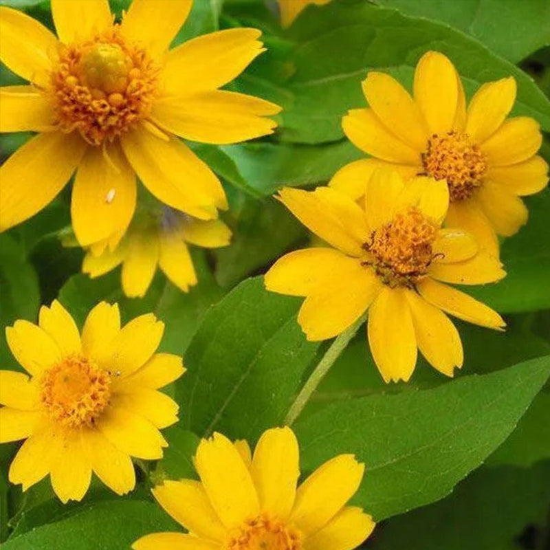 Melampodium paludosum Seeds, Garden bonsai Flower seeds, high temperature resistance