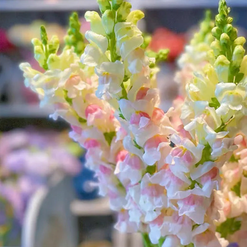 Apple Blossom Snapdragon Flower Seeds-Extremely romantic flowers