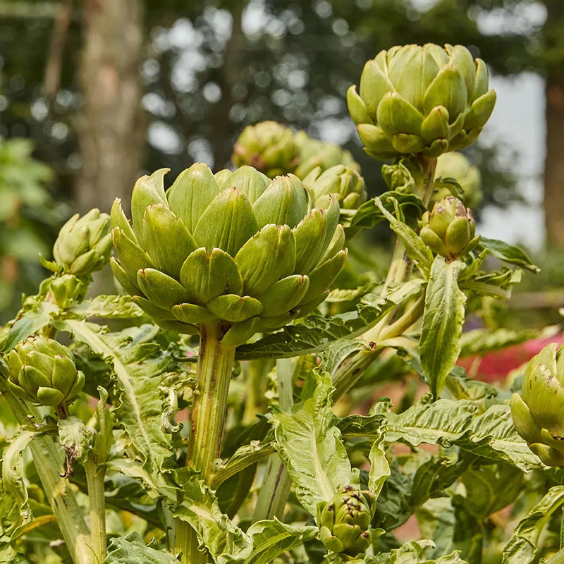 Artichoke, Imperial Star