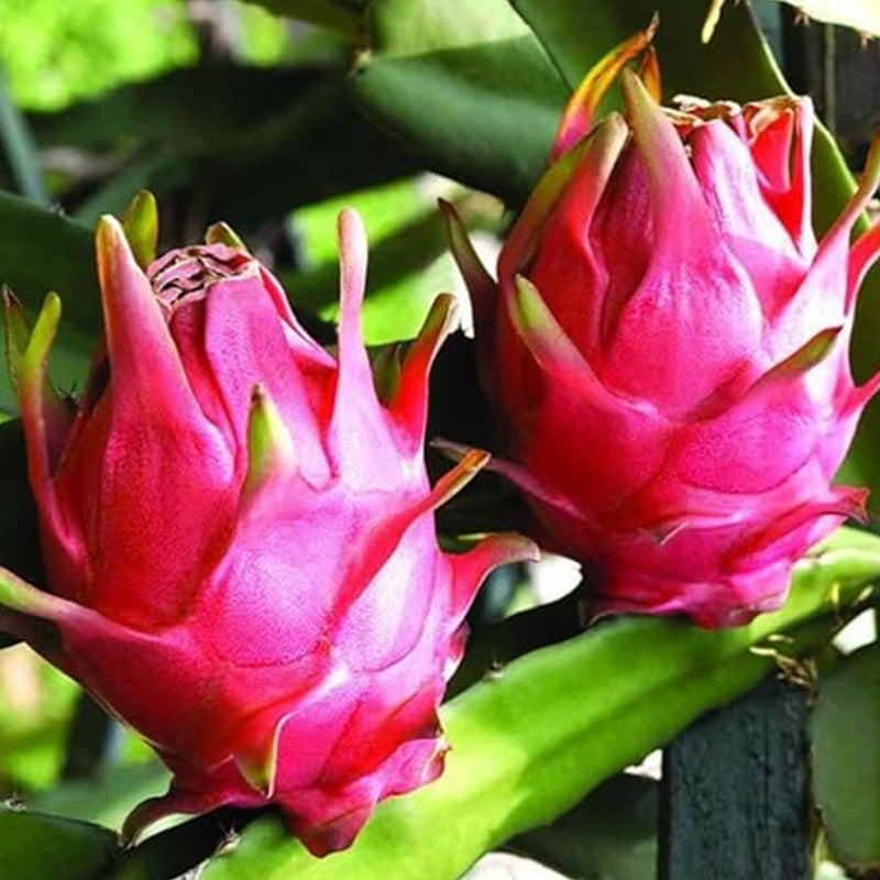Semillas de fruta del dragón, Hylocereus triangularis: deliciosa fruta y fragantes flores que florecen de noche