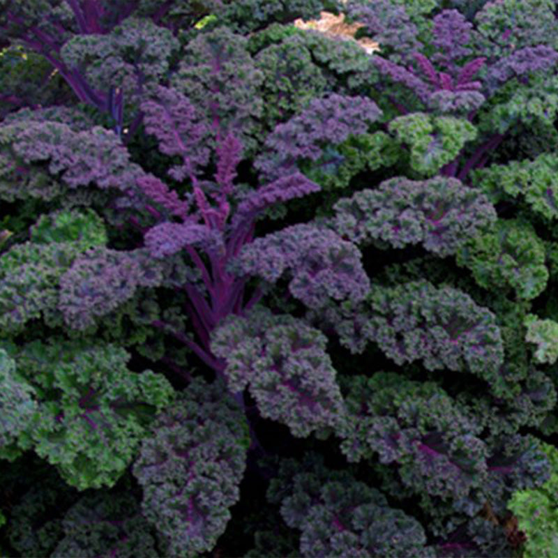 Red Russian Kale Seeds